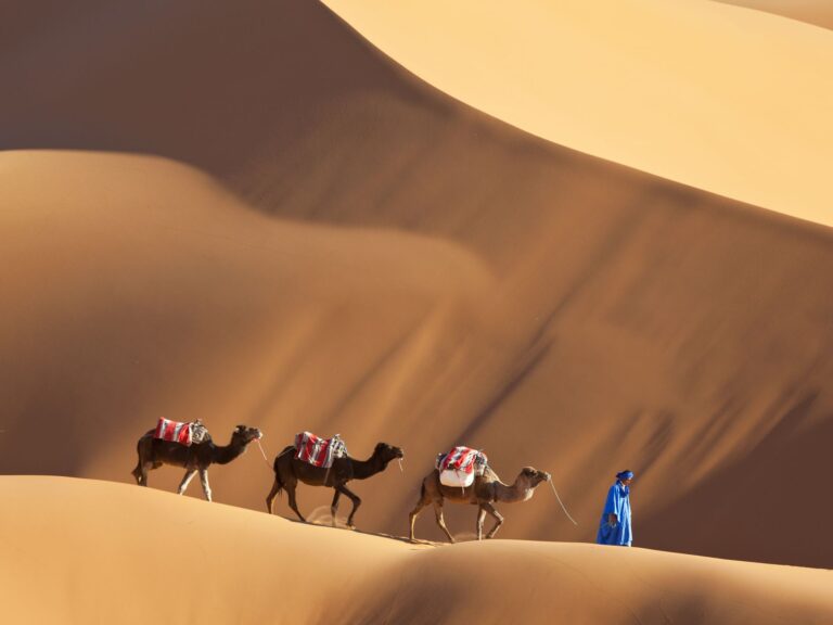 A man in blue is leading three camel carts down the desert.