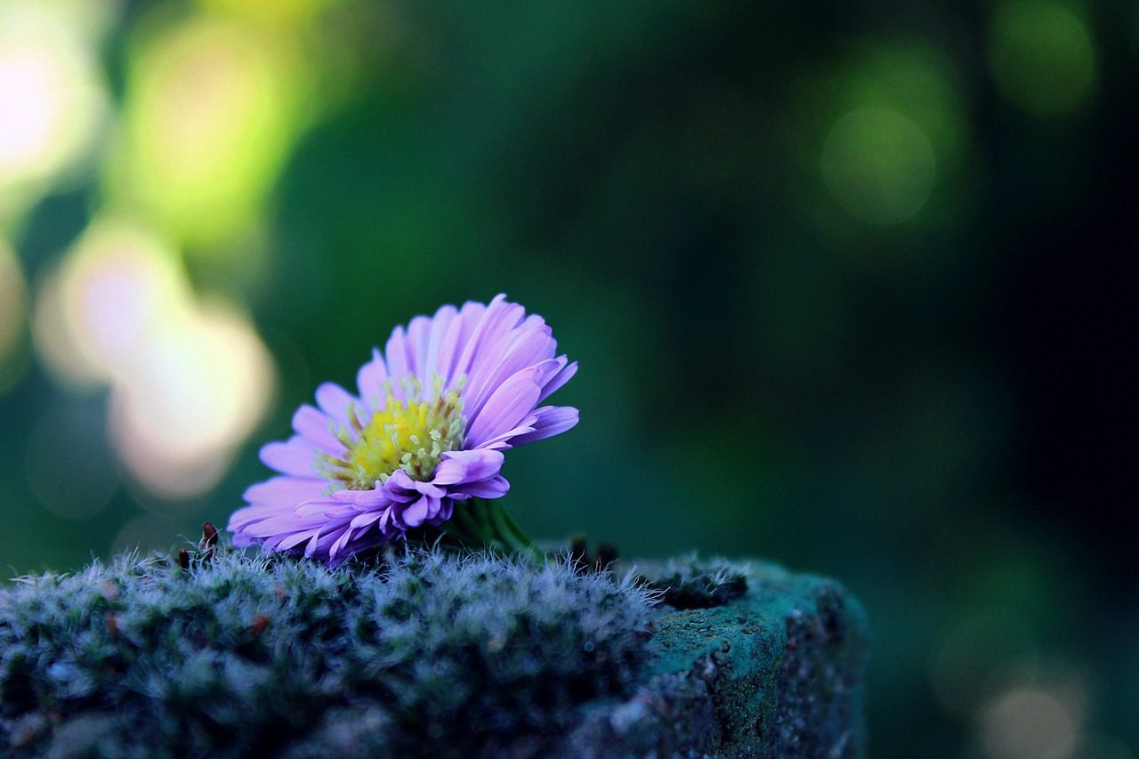 A purple flower sitting on top of a green plant.